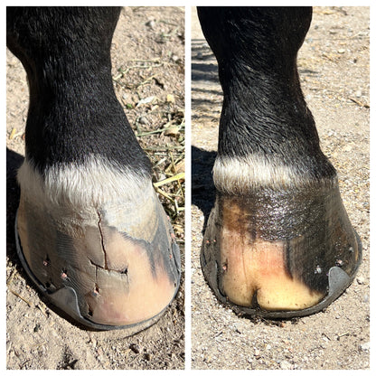 The Elemental Hoof Oil
